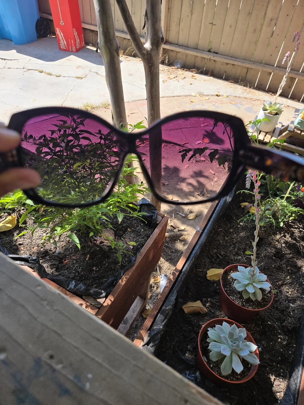 Jessica Simpson Black Frame Sunglasses with Gradient Purple Lenses